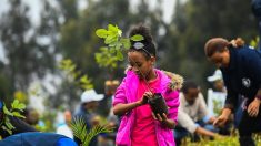 L’Ethiopie, à l’heure de l’écologie, veut planter 4 milliards d’arbres