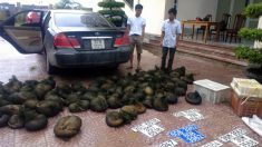 Vietnam : des pangolins braconnés retrouvés dans un bus