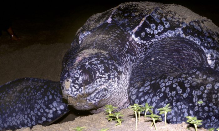 Une tortue luth présenté par la Société de Conservation Marine. (Photo par Peter Richardson via Getty Images)