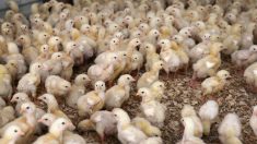 Des milliers de poulets morts ont été retrouvés entassés à l’extérieur d’une vaste ferme avicole