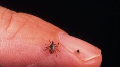 Maladie de Lyme : expansion des tiques et « augmentation significative » des nouveaux cas en 2018