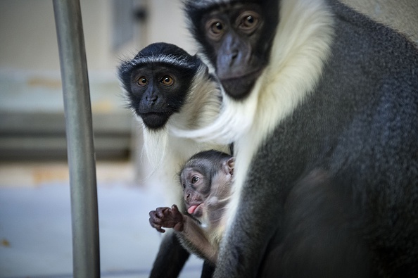 La famille des Cercopithèques roloway,  est l'une des 25 espèces de primates les plus menacées au monde.       (Photo : SEBASTIEN BOZON/AFP/Getty Images)
