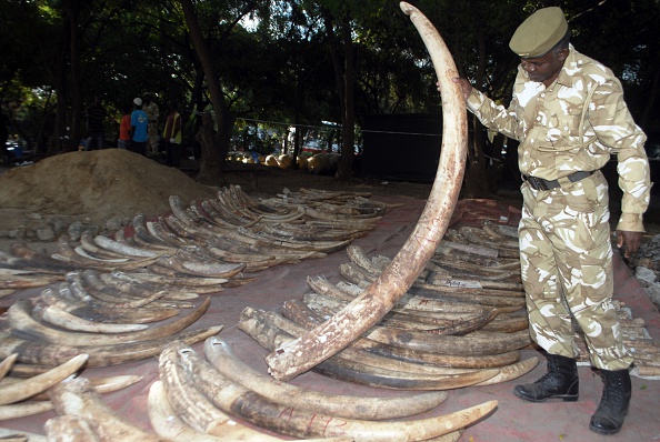 440 défenses d'éléphants ont été saisies.  (Photo : STRINGER/AFP/Getty Images)