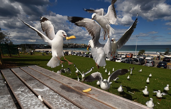 -Les Mouettes argentés, une espèce australienne indigène, sont devenus agressifs à l’égard des restaurants et des plages situés dans les ports, qui se sont plaints du fait que les oiseaux volaient de la nourriture pendant qu’ils mangeaient. Photo PETER PARKS / AFP / Getty Images.