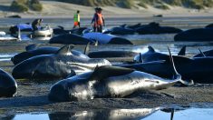 Une cinquantaine de baleines-pilotes échouées sur une plage en Islande