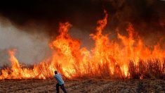 Des milliers d’hectares, principalement de chaume, ravagés par les incendies