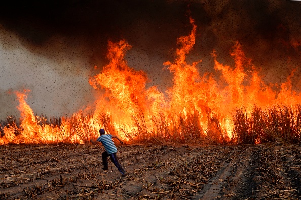 Canicule : des milliers d'hectares de cultures et de végétation ravagés par les incendies.      (Photo : PEDRO PARDO/AFP/Getty Images)