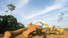 Au Gabon, les forestiers éprouvés par le scandale du bois précieux « kevazingo »