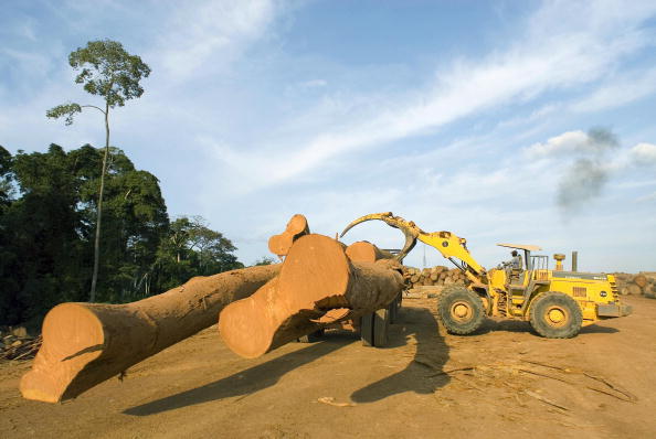 -L'Environnemental Investigation Agency (EIA) dénonce les pratiques illégales d'un groupe chinois à l'origine d'un vaste trafic d'exploitation de bois au Gabon et au Congo. Photo MAX HURDEBOURCQ/AFP/Getty Images.