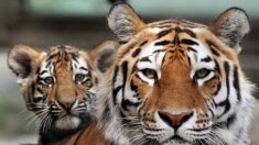Inde : le nombre de tigres a augmenté de 30% en quatre ans