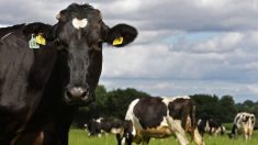Une vidéo révèle d’horribles actes de cruauté envers les animaux sur une ferme laitière qui approvisionne certains des plus gros détaillants aux États-Unis