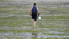 En Bretagne, le retour des algues vertes inquiète