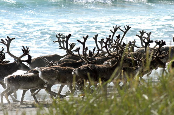-Illustration- Un troupeau de rennes se promène sur la plage de Jarfjord, en Norvège, le 11 novembre 2009. Les rennes sont confrontés à la perte de pâturages due au développement économique. Photo à THOMAS NILSEN / AFP / Getty Images.