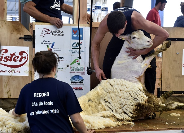 -Le concurrent Gilles Grancher tond un mouton le 9 juin 2018 lors du concours de tonte de 24 heures à Coulonges, dans l'ouest de la France. Au cours du concours de 24 heures, plus de 2 500 moutons sont tondus par deux équipes de trois tondeurs avec une moyenne d’un mouton par minute. Photo de GEORGES GOBET / AFP / Getty Images.