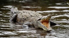 Une petite fille de 2 ans tuée par des crocodiles dans une ferme familiale