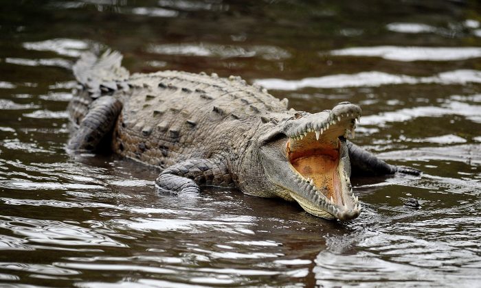 Un crocodile. (Yuri Cortez/AFP/Getty Images)