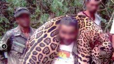 Brésil : un braconnier accusé d’avoir tué plus de mille jaguars