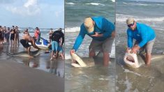 Un pêcheur attrape un requin-bouledogue de 130 kg sur la plage