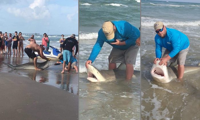 Le 7 juillet 2019, Jason Jenkins, amateur de pêche à Pleasanton, a attrapé un énorme requin-bouledogue sur la plage de Corpus Christi, au Texas. (Jason Jenkins / Facebook)