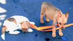 Deux chiens meurent alors qu’un autre est dans un état critique après que le propriétaire les a enfermés dans une voiture brulante toute une nuit