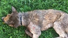 Un chien ensanglanté et inconscient est retrouvé enterré dans la boue, sa récupération d’une mort imminente est un miracle