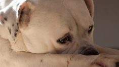 Un chien est laissé dans un refuge alors que sa famille est expulsée, mais une photo montrant sa tristesse lui permet de trouver un nouveau foyer