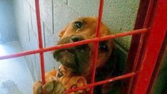 Un chien «pleure» tous les soirs en attendant d’être enfin adopté, le refuge partage sa triste photo comme dernier espoir