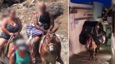 Une vidéo troublante montre des ânes maltraités et forcés de transporter des touristes en surpoids