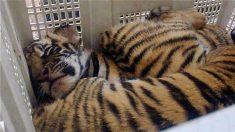 Sept bébés tigres congelés, passés en contrebande pour la consommation locale en Chine, retrouvés dans une voiture au Vietnam