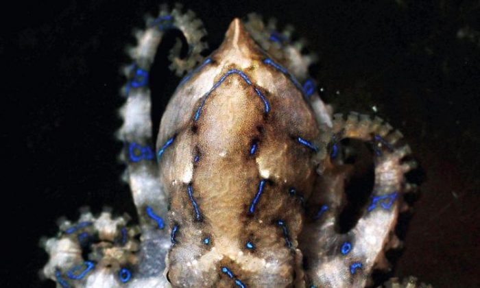 La pieuvre à anneaux bleus possède un venin puissant qui est une toxine neuromusculaire paralysante. Sa morsure peut entraîner une paralysie, puis la mort si aucun traitement médical n'est administré. (Ian Waldie/Getty Images)
