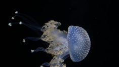 Des plongeurs repèrent une deuxième méduse géante au large des côtes anglaises