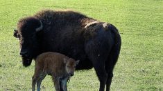 20 bisons qui avaient fugué en Haute-Savoie ont été abattus