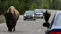 Une vidéo montre un bison projetant une fillette de 9 ans dans les airs dans le parc national de Yellowstone