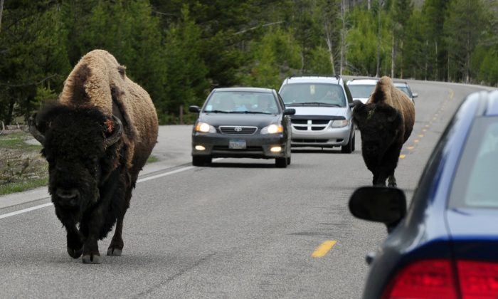 Un bison américain (aussi connu sous le nom de Buffalo) sur la route 89 au parc national Yellowstone, au Wyoming. (Mark Ralston/AFP/Getty Images)