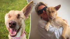 Une chienne maltraitée a reçu 17 coups de feu et est devenue aveugle, mais elle a survécu et est devenue un chien de thérapie