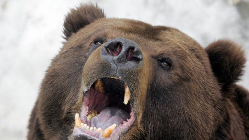 'ours brun bâille après s'être réveillé de son hibernation hivernale au zoo de Moscou, le 4 avril 2006. (Alexander Nemenov/AFP/Getty Images)