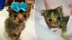 Un « mini chaton » sauvé de la mort est deux fois plus petit qu’un chat normal