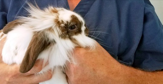 Un lapin sauvé de la rivière Lamprey à Raymond, N.H., le 7 juillet 2019.(Courtesy of Candray Pet Care Center/Facebook) 
