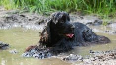 Avertissement : Une chienne meurt 30 minutes après avoir mangé des algues bleu-vert