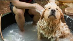 Un chien qui adore prendre son bain se détend comme s’il était dans un spa – sa propriétaire lui offre ce plaisir de la vie