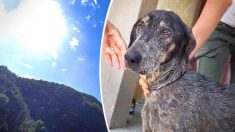 Une chienne est retrouvée dans les montagnes alors que son propriétaire la croyait morte