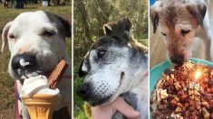 Steak et crème glacée pour les vieux chiens en phase terminale à l’hospice des chiens en fin de vie