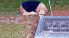 [Vidéo] Un chien pleure le décès de son ancien propriétaire et refuse de quitter sa tombe lorsque son nouveau propriétaire l’appelle