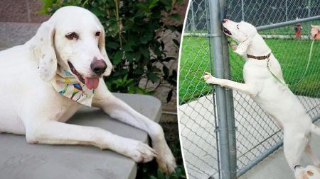 Un chien adopté est retourné dans le même refuge 11 fois – puis le personnel se rend compte qu’il a déjà trouvé son chez-soi