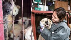 85 chiens sont libérés d’une boucherie canine grâce à des défenseurs des droits des animaux en Corée du Sud