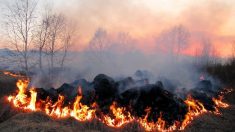 Incendies : 450 hectares de terres agricoles partent en fumée dans l’Essonne