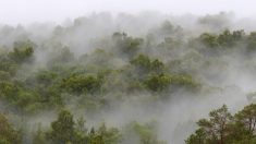 La politique de déforestation zéro fait de la Norvège la première nation à refuser tous les produits qui pourraient détruire la forêt tropicale