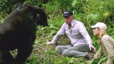 Un écologiste présente sa femme à ses amis gorilles sauvages. Puis elle se sent un peu trop à l’aise avec eux