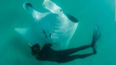 Une raie manta filmée en train de chercher de l’aide auprès des plongeurs lors d’une remarquable rencontre sous-marine