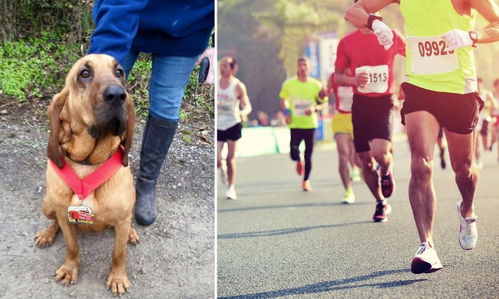 (G. : Facebook | Elkmont's Hound Dog Half, Dr. : Illustration - Shutterstock)